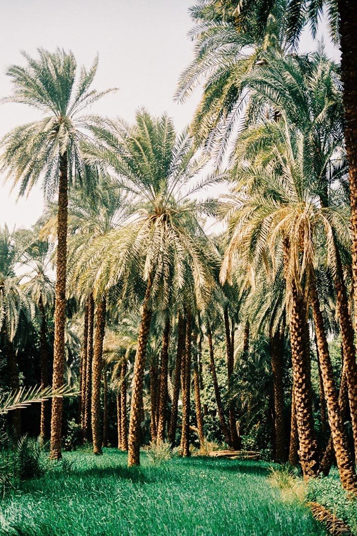 Palm Trees in Egypt